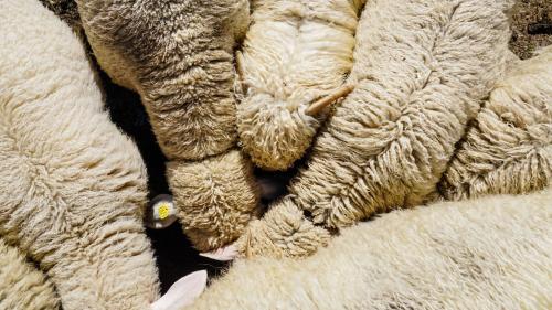 Die Schafe wurden ins Tal transportiert. Symbolbild: Jon Duschletta