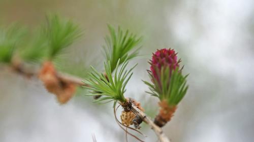 Die Lärcheblüte Foto: Jürg Baeder