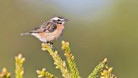 Die Braunkehlchen sind auf der Roten Liste als «verletzlich» eingestuft. Foto: Marcel Burkhardt/Vogelwarte